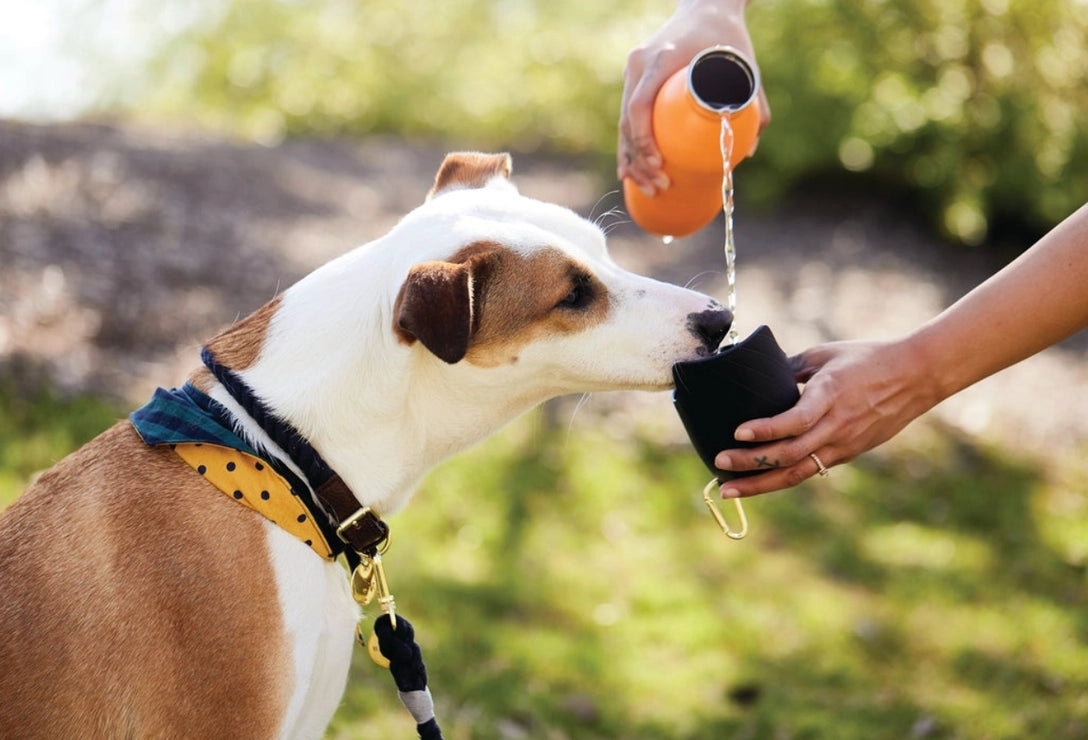 2-in-1 Dog Drinking Bottle